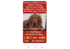 Pro affordable k9 Training