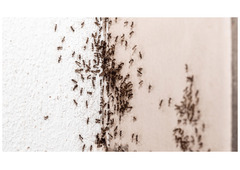 Ants Pest Control Perth